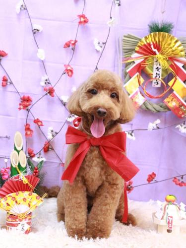 20230108テディくん